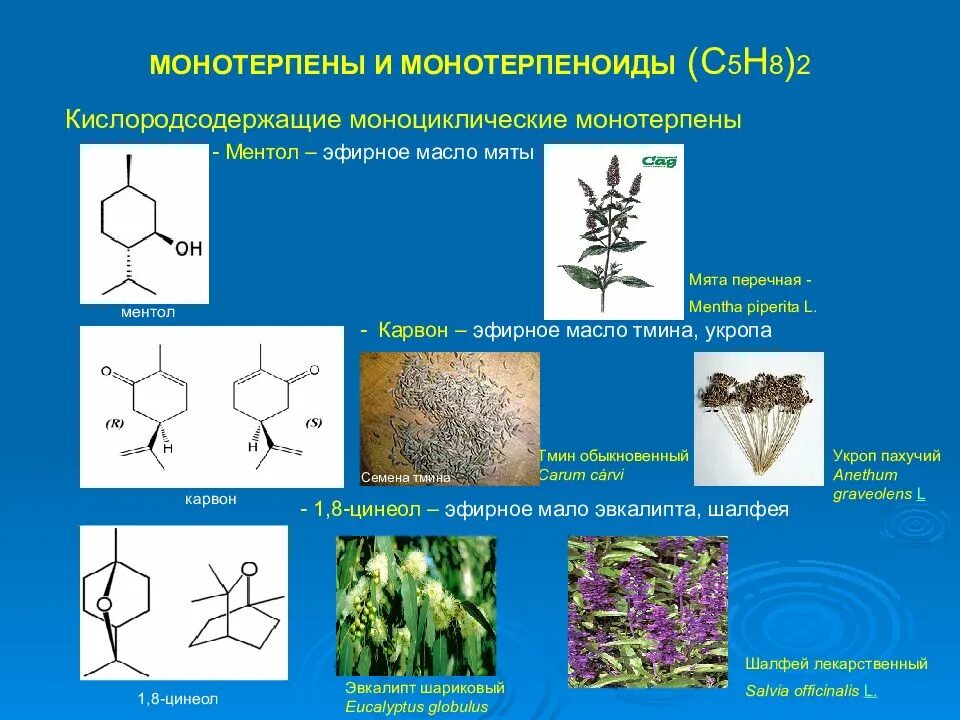 Растение содержащее эфирные масла. Бициклические монотерпеноиды. лекарственные растения содержащие терпеноиды. классификация лрс содержащего эфирные масла. бициклические монотерпены формулы.