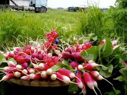 Ранняя редиска