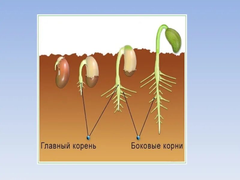 Строение главного корня. Типы корневых систем. Строение корня фасоли.