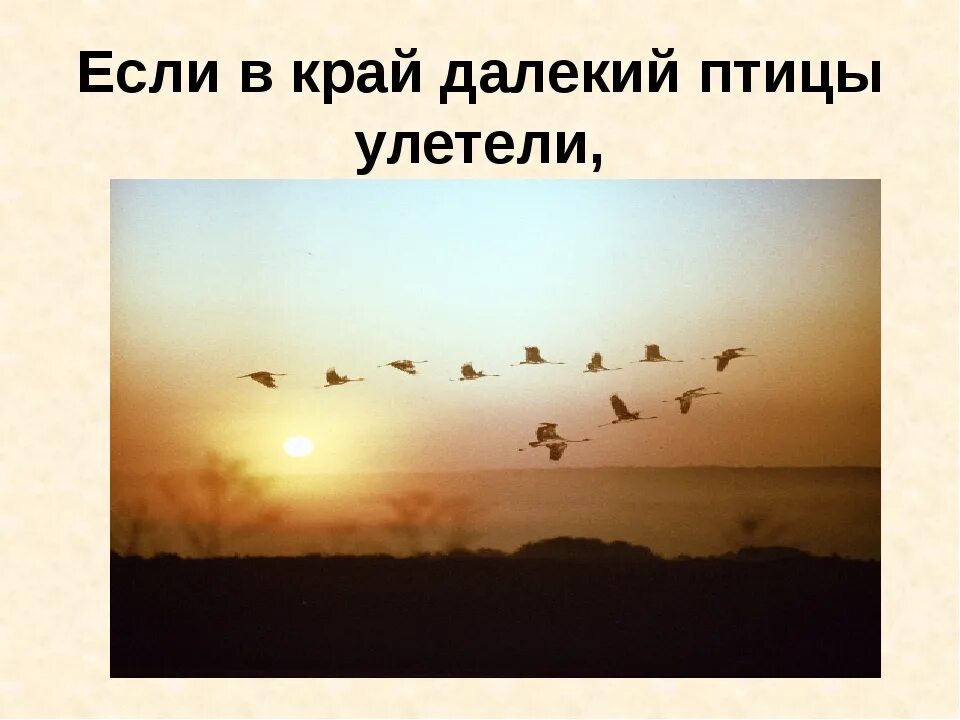 Песня далеко далеко птицы улетели. Птица улетает в далекие края. Птицы уже улетели. Дверь и улетающие птицы. Птицы не улетающие на Юг.