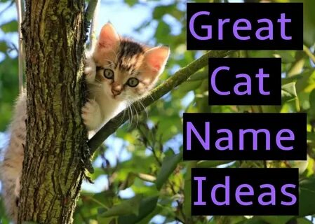 Name is cat