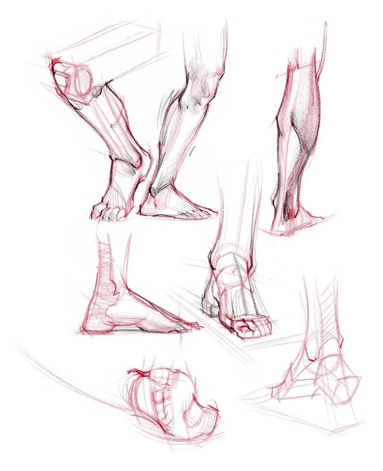 Рыжкин анатомия ноги. Анатомия кости референс ноги. Стопа анатомия. Анатомия стопы для художников.