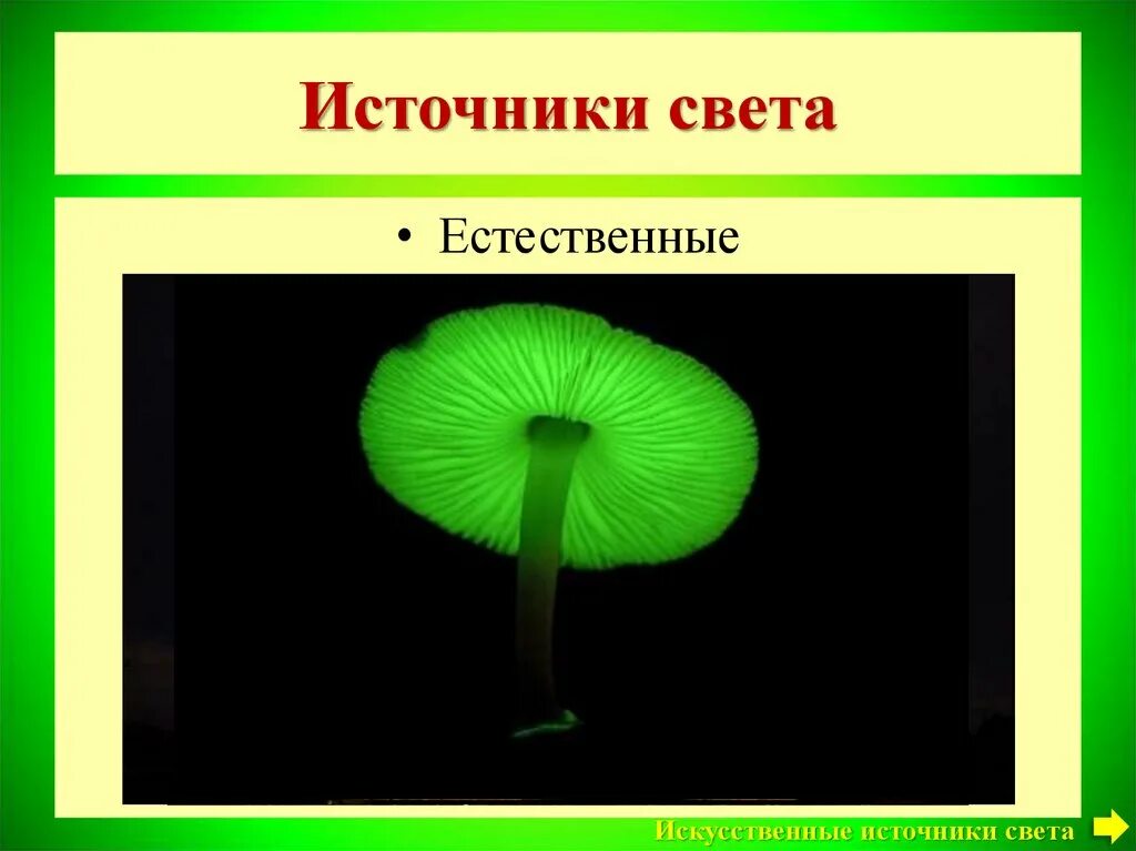 Искусственные источники света. Естественные источники света. Гнилушки источник света. Гнилушка естественный источником света.