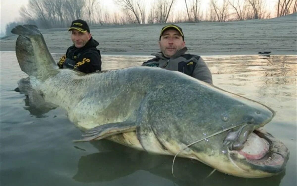 Рыба 5 метров. Меконгский гигантский сом. Обыкновенный сом 400 кг. Самый большой выловленный сом в мире.