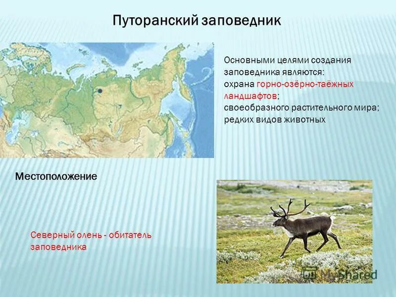 Путоранский заповедник природная зона. Путоранский заповедник Красноярского края животные. Путоранский государственный природный заповедник на карте России. Путоранский заповедник местоположение.