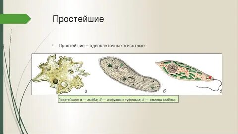 Среда обитания амебы и инфузории