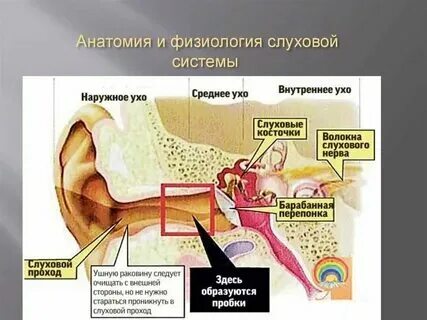 Ухо анатомия. Заложило ухо и не раскладывает что делать. Заложило ухо и не раскладывает что делать. Заложило ухо и не раскладывает что делать. Заложило ухо и не раскладывает что делать.