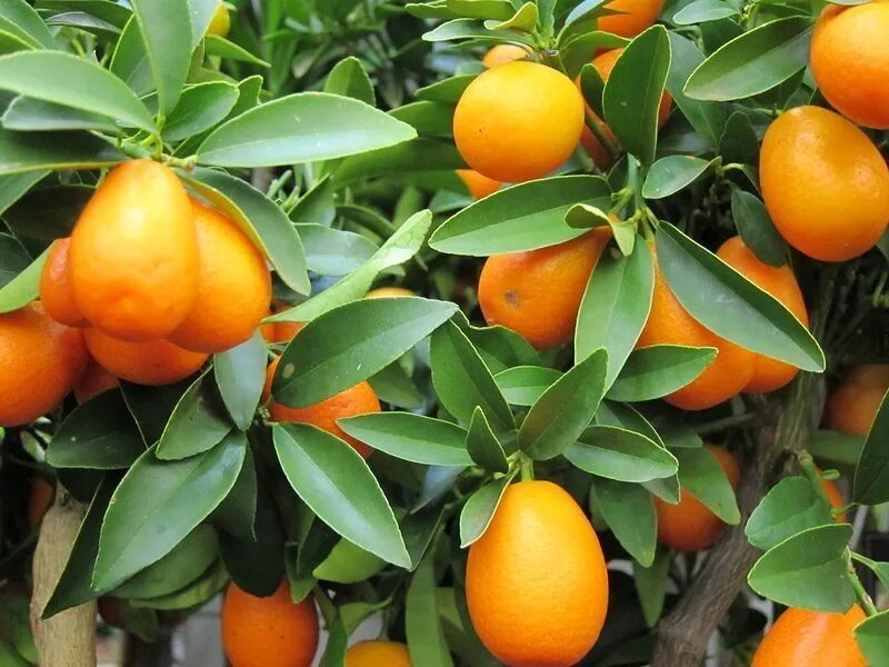 Как растет кумкват. Цитрус кумкват. Кумкват оранжевый. Плантация кумквата. Кумкват мейва.