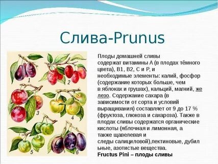 Какие витамины есть в сливе