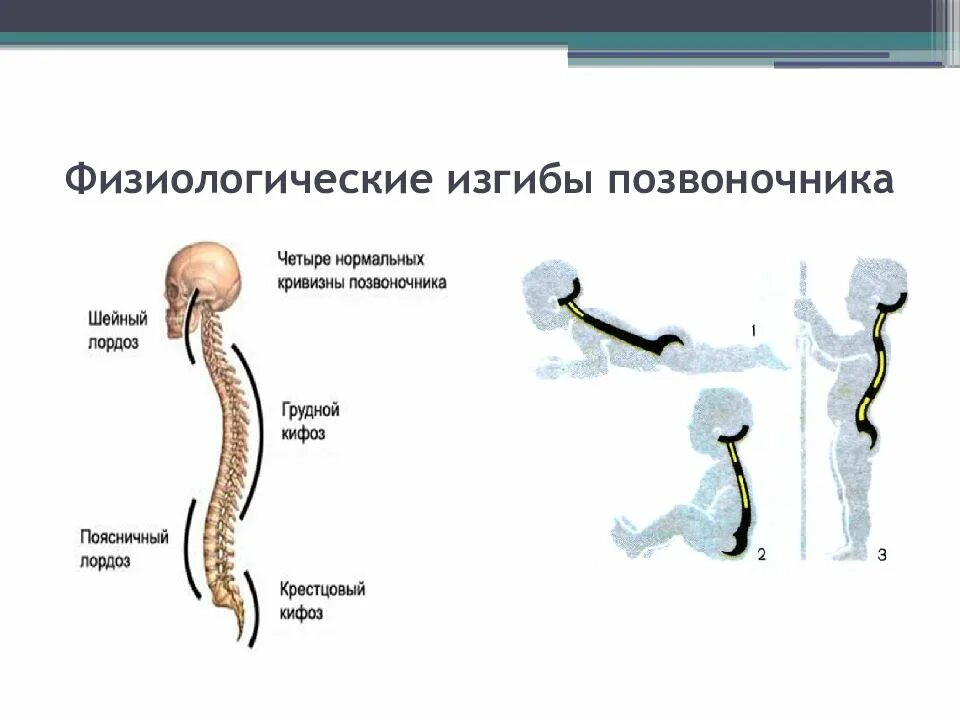 Укажите верно изгибы позвоночника