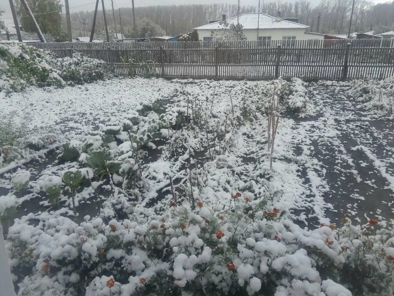 Где выпал снег в россии сегодня. На Алтае выпал снег. Снег на Алтае сейчас. Алейск первый снег. Где в Алтайском крае выпал снег сегодня.
