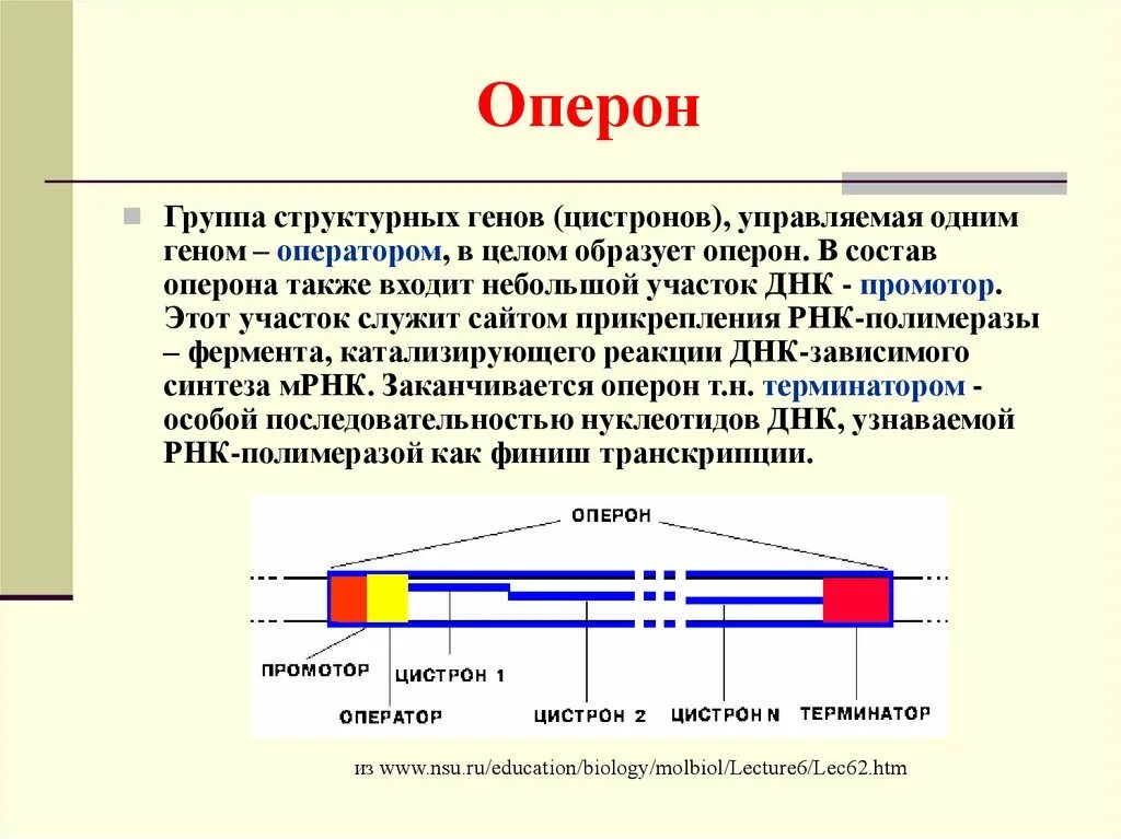 Кто имеет одинаковый набор генов. Строение Гена оперон. Структура Гена оперон. Функциональные гены оперона. Строение оперона бактерий.