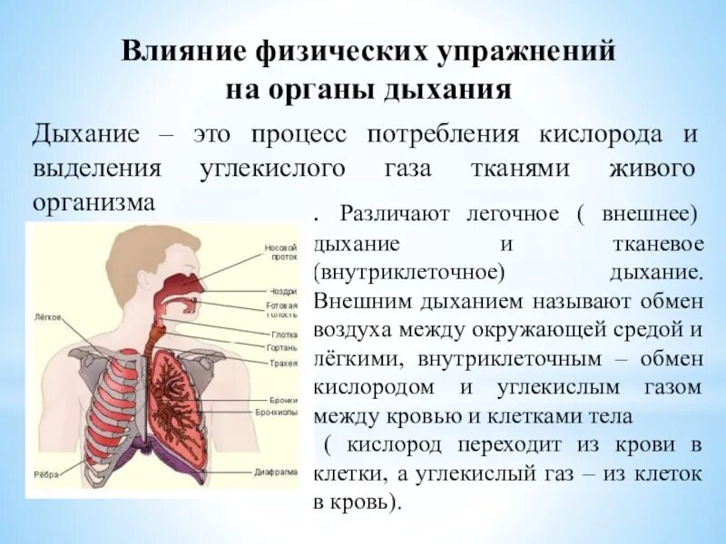 На функцию дыхания влияет