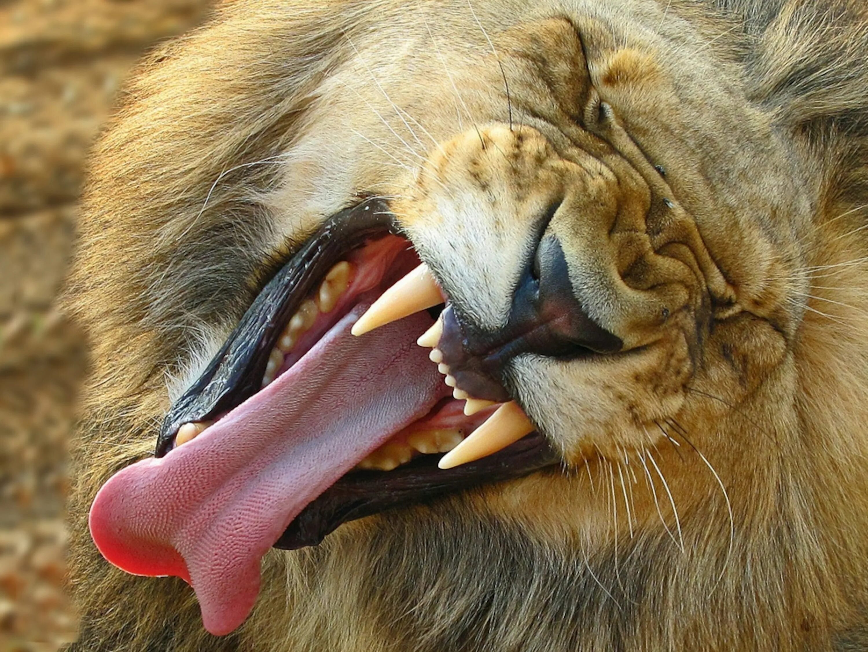 Пасла животных. Пасть Льва. Лев Клыков. Зубы Льва. Когти Льва.