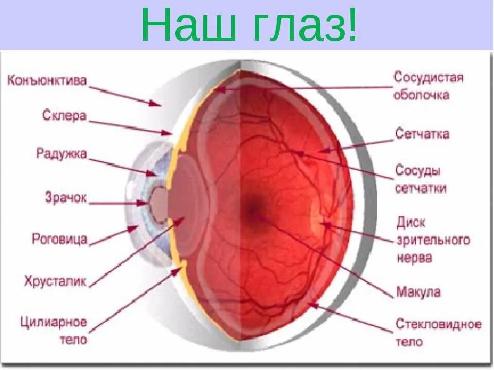 Сосудистая оболочка глаза. Глаз в разрезе. Анатомия глаза. Тест сетчатки глаза