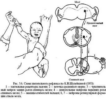 Рефлекс 30