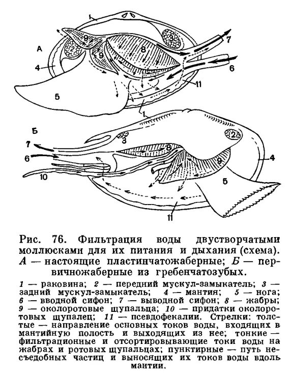 Фильтрация моллюсков. Внутреннее строение ската. Скаты внешнее и внутреннее строение. Строение ската схема. Фильтрационный Тип питания у моллюсков.