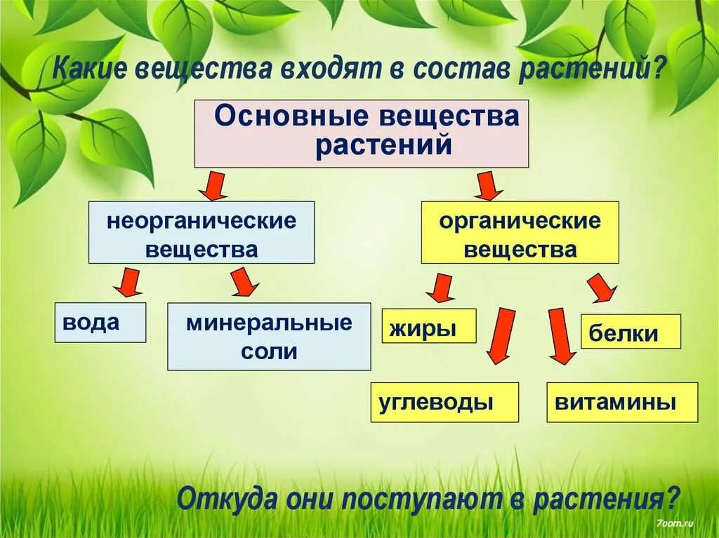 Состав растений и животных. Какие вещества входят в состав растений биология 6 класс. органические вещества растений. состав растений органические и неорганические вещества. органические и неорганические вещества в растениях.
