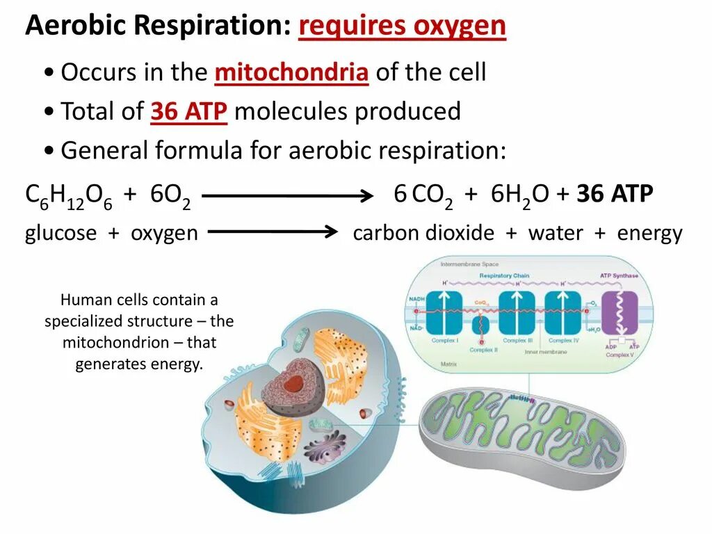Cell contains. Aerobic respiration. Aerobic respiration Formula. Cellular respiration ATP. Formula for a Aerobic respiration.