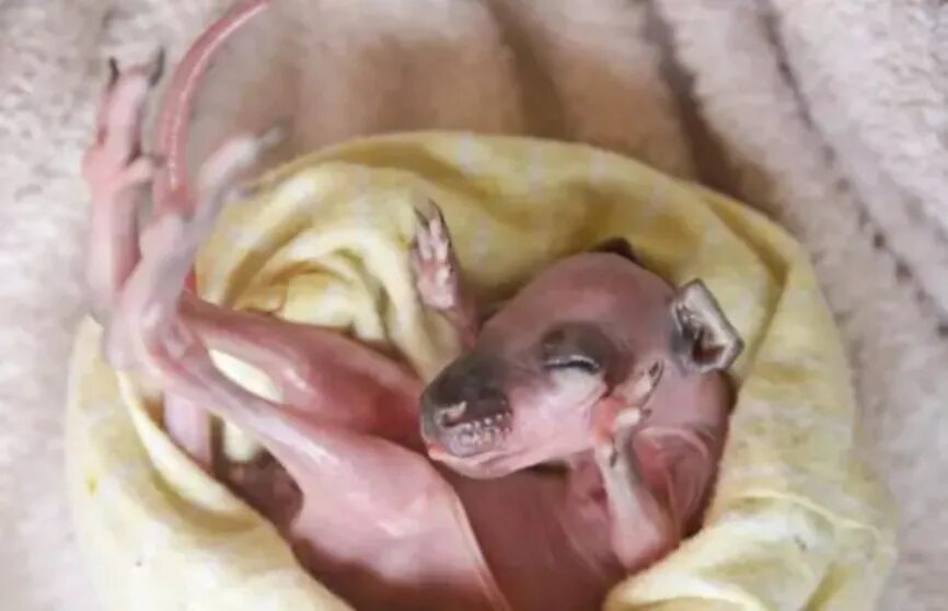 размер новорожденного кенгуру. кенгуру с детенышем. новорожденные кенгуру. размер новорожденного кенгуру. кенгуру сумчатые детеныш новорожденный.