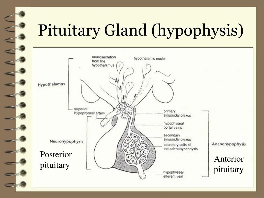 Гипофиз человека препарат. Гипофиз млекопитающего. Гипофиз строение. Hypophisis pituitary Gland.