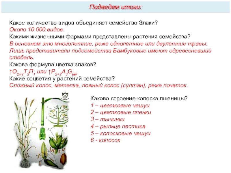 Какая формула цветка семейства злаки. Жизненные формы растений семейства злаки. Злаковые Однодольные жизненные формы. Семейство злаки жизненная форма травы. Семейство злаки двудольные.