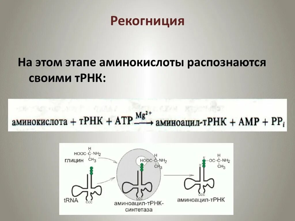 В трансляции принимает участие. Биосинтез белка рекогниция. Этап активации аминокислот рекогниция. Рекогниция аминокислот. Рекогниция трансляции.