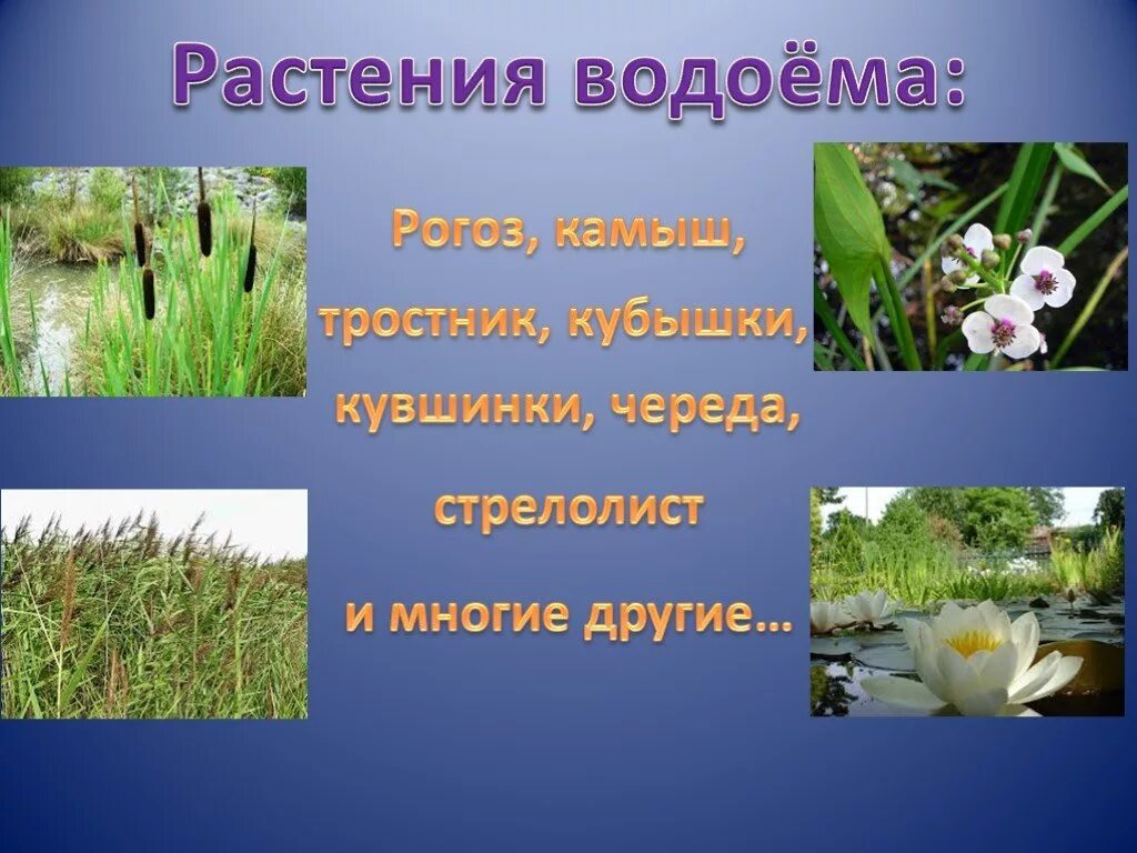 Растения водоемов. Растения пресных водоемов. Растительный мир водоемов. Растительный мир пруда. Растения водоемов примеры