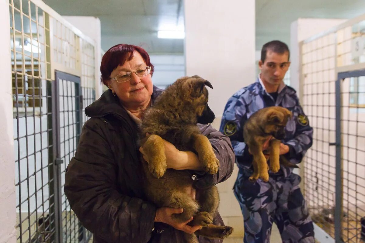 Питомник тюмень собаки. Акита люруа дюринг. Маленькие щенки немецкой овчарки. Тюмень питомник собак. Тюменский питомник собак.