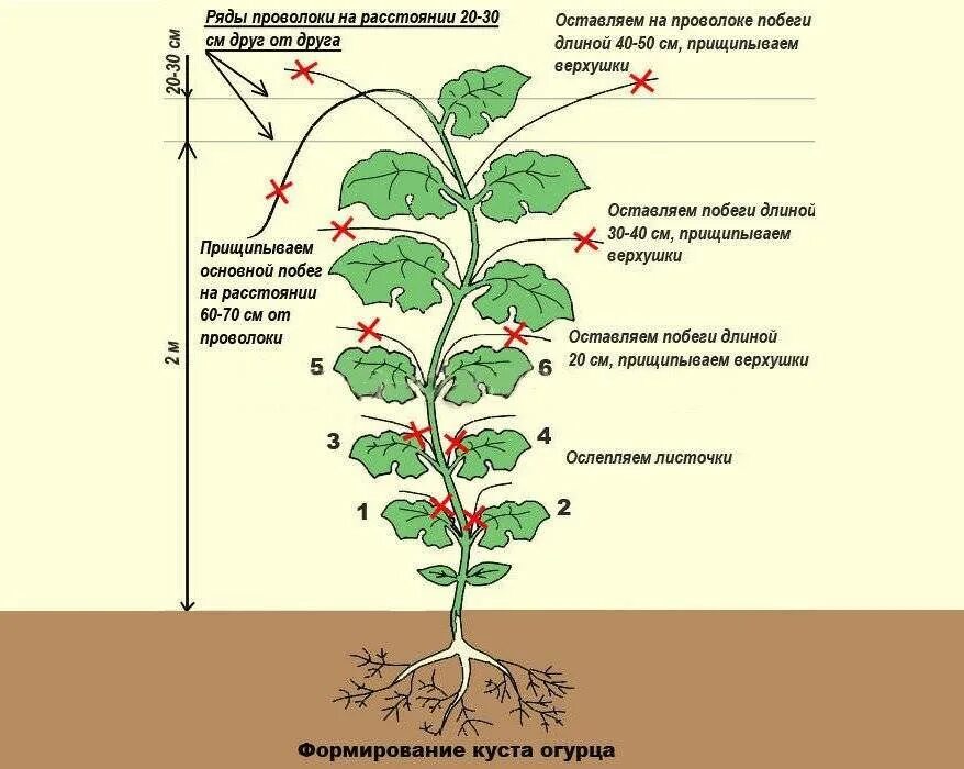 Посадка огурцов в теплице дни. Формирование перца в один стебель. Огурцы схема посадки в открытый грунт рассадой. Схема формирования куста перца. Схема пасынкования перца.