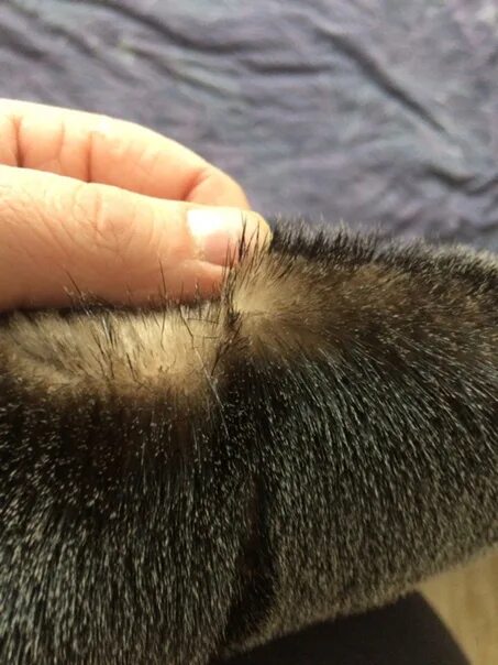 Текстура шерсти кота. Текстура меха кота. Мех котика. Кошачий мех. Рука на сером мехе.