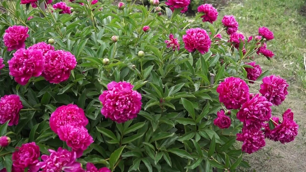 Пион kansas. Пион молочноцветковый канзас. Kansas пион. Пион травянистый канзас. Пион kansas.