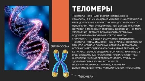 Теломераза это