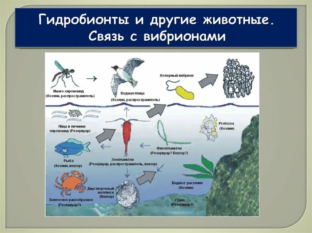 Гидробионты животные. Гидробионты виды. Гидробионты примеры. Классификация гидробионтов. Группы водных организмов таблица