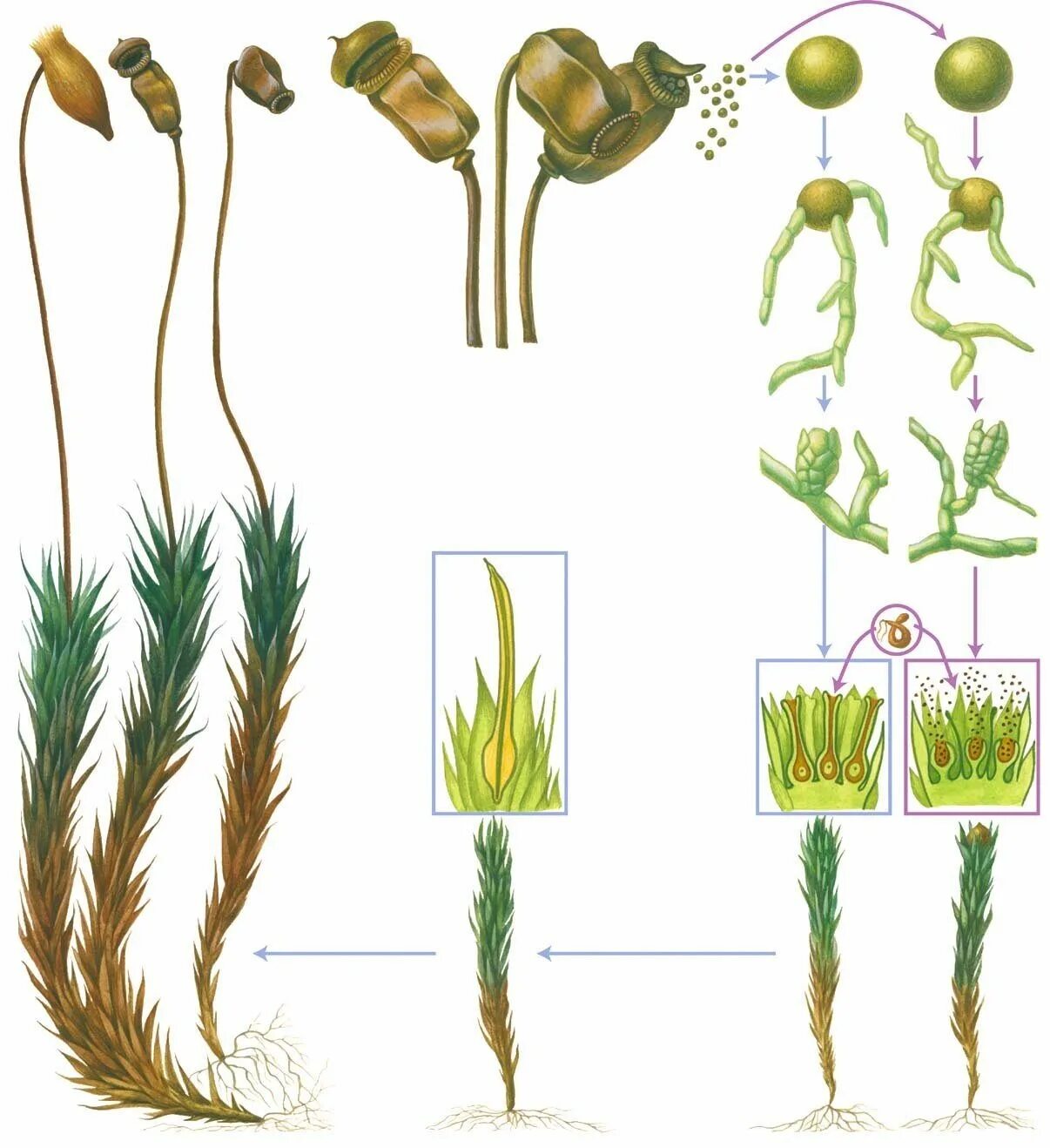 Ножка спорофита. Жизненный цикл мха Кукушкин лен. Кукушкин лен жизненный цикл. Жизненный цикл зеленого мха Кукушкин лен. Жизненный цикл мха Кукушкина льна.