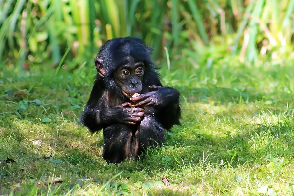 Карликовый шимпанзе 6. Шимпанзе бонобо. Карликовый бонобо. Карликовые шимпанзе бонобо.