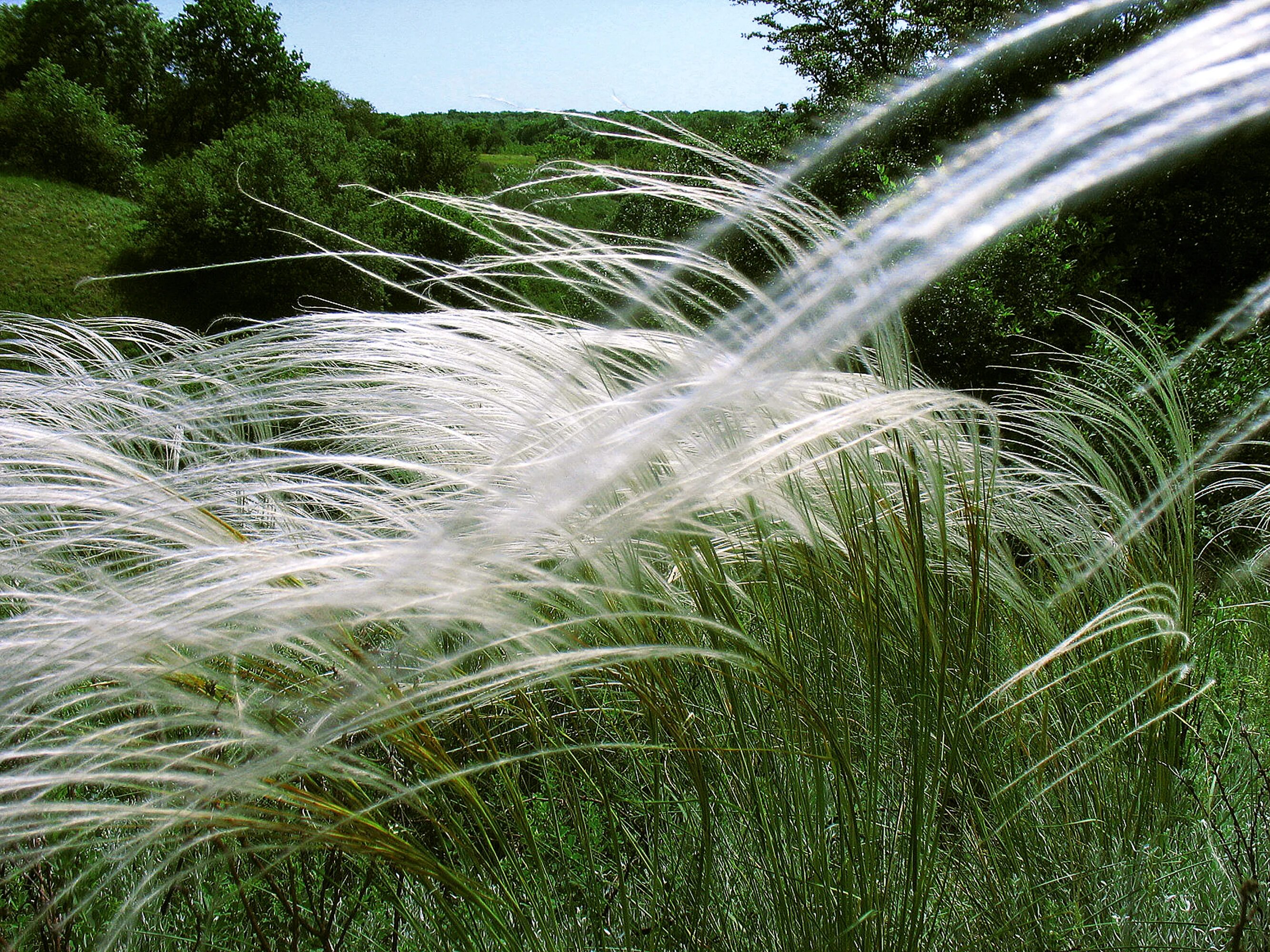 Соответствующее название ковыля. Ковыль перистый. Ковыль (Stipa). Ковыль перистый (Stipa pennata).