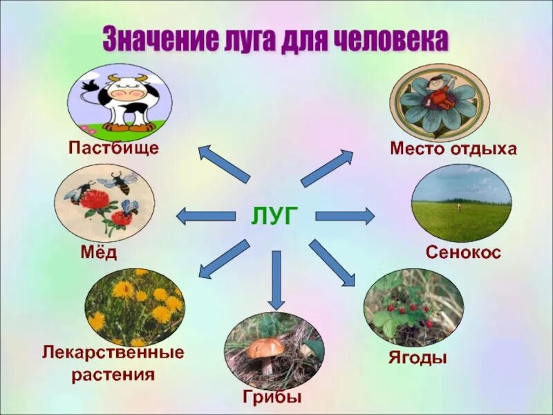 Тема жизнь растений. Значение сообщества для человека луг. Значение Луга для человека. Значение сообщества Луга для человека. Значение лега для человека.