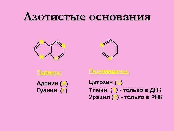 Аминокислоты аденин гуанин Тимин цитозин таблица. Азотистые основания ДНК И РНК. Аденин гуанин цитозин Тимин комплементарность таблица. Азотистые основания ДНК И РНК таблица.