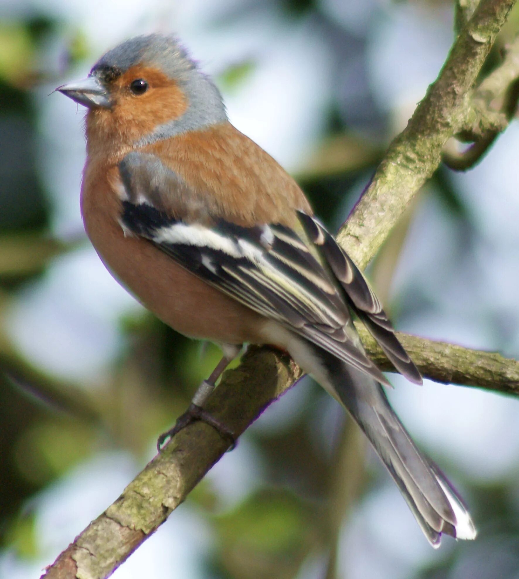 Зяблик. Зяблик (fringilla COELEBS). Сибирский Зяблик. Таёжный Зяблик