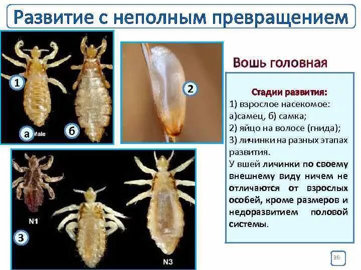 Личинка вши первого возраста. Циклы развития головной и платяной вшей.. Тип развития вшей полное или неполное превращение. Вша головная стадии развития. Платяная вошь цикл.