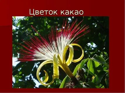 Цветы южной америки