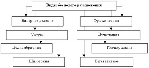 Составьте схему виды бесполого размножения