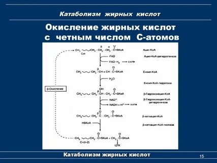 Бета окисление кислот
