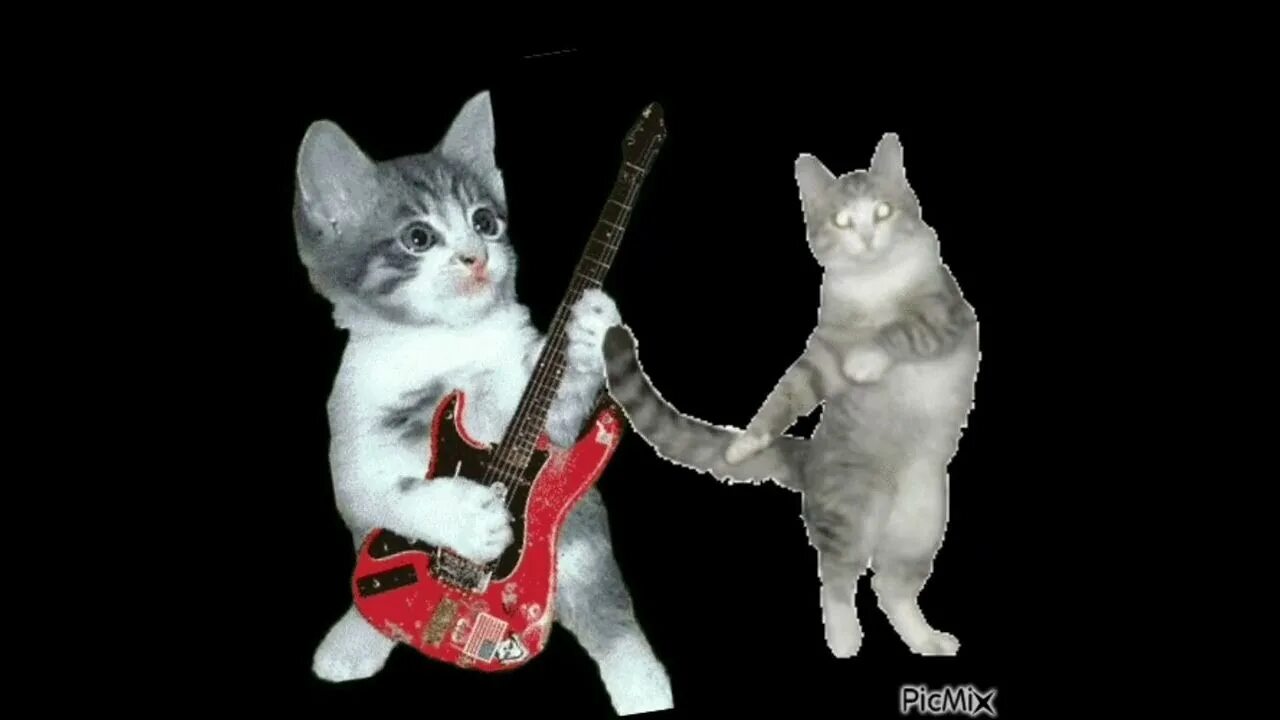Кошачья музыкальная группа. Музыкальный котенок. Группа кошек. Коты рок группа. Песня кошки кошки на шкафах