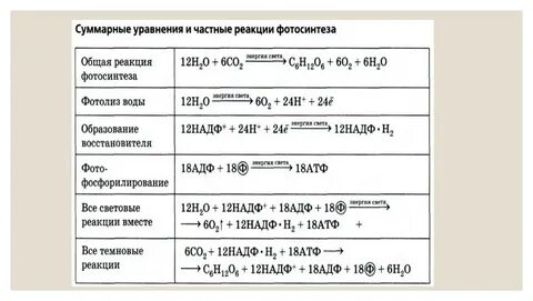 Презентация Метаболизм. Фотосинтез. Теория ЕГЭ
