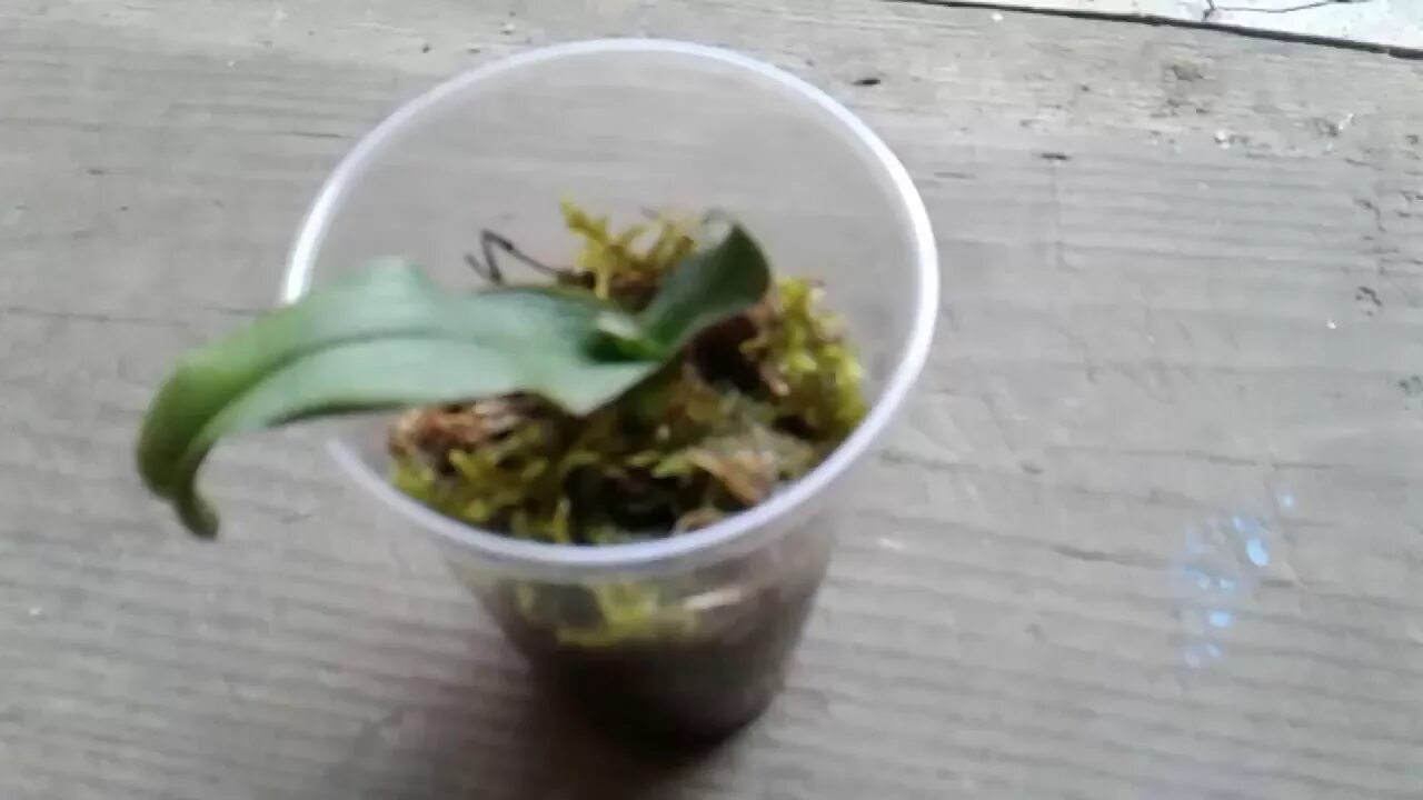 Орхидея без листьев и с корнями. Орхидея без листьев и с корнями. Орхидея без листьев и с корнями. Детка орхидеи без корней. Закукливание корешков орхидеи.