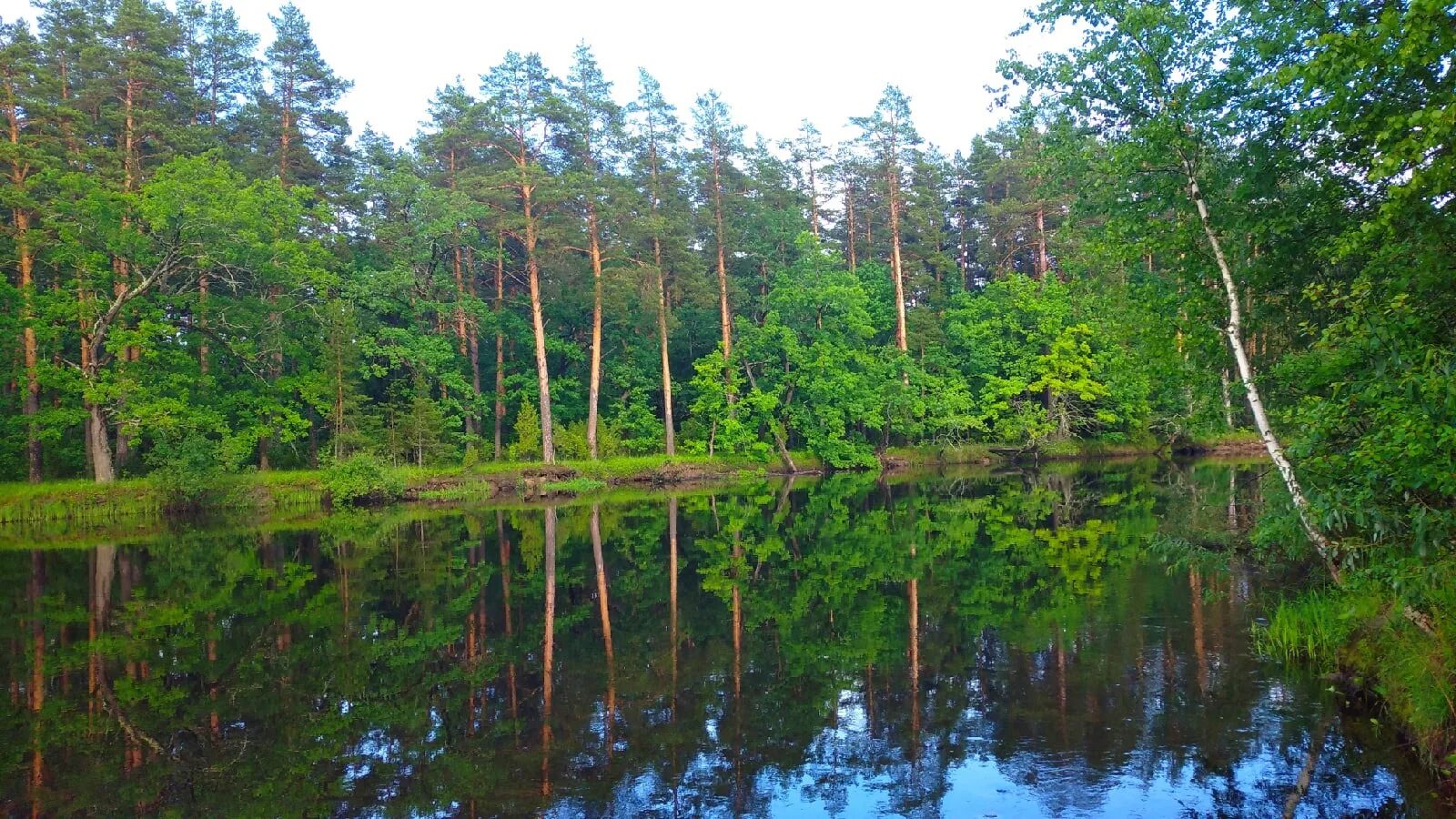 Мещера Окский заповедник. Мещерский заповедник в Рязанской области. Мещерский лес парк озеро. Мещёра национальный парк. Люди мещеры