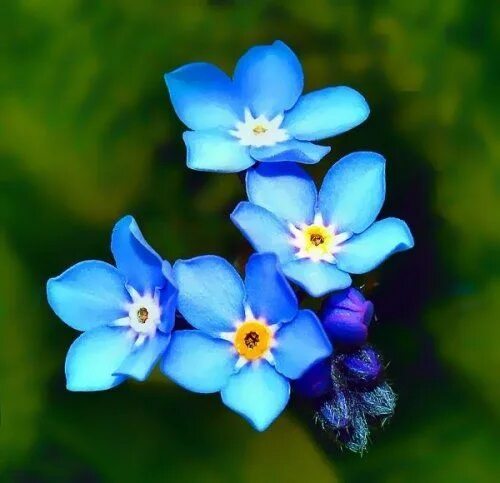 Free Images : flower, green, herb, produce, garden, houseplant, forget me not, f