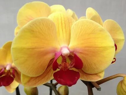 Golden beauty